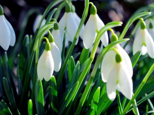 Snowdrop